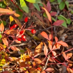 Nandina domestica at Tuggeranong, ACT - 7 Aug 2023 03:47 PM