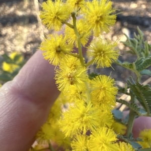 Acacia baileyana at Aranda, ACT - 7 Aug 2023