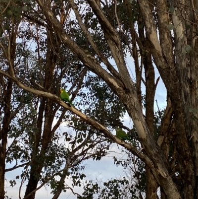 Polytelis swainsonii (Superb Parrot) at Wanniassa, ACT - 6 Aug 2023 by jks