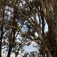 Polytelis swainsonii (Superb Parrot) at Wanniassa, ACT - 6 Aug 2023 by jks