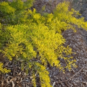 Acacia boormanii at Farrer, ACT - 7 Aug 2023 04:40 PM