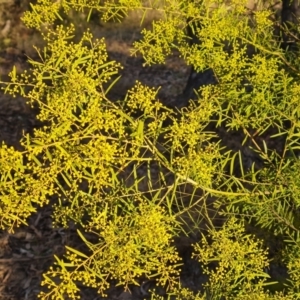 Acacia boormanii at Farrer, ACT - 7 Aug 2023 04:40 PM