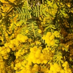Acacia cardiophylla (Wyalong Wattle) at Farrer, ACT - 7 Aug 2023 by Mike