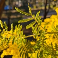 Acacia cardiophylla at Farrer, ACT - 7 Aug 2023 04:35 PM