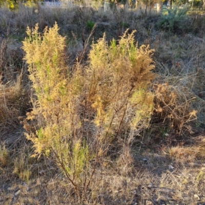 Cassinia sifton (Sifton Bush, Chinese Shrub) at Farrer, ACT - 7 Aug 2023 by Mike