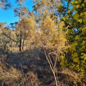 Cassinia sifton at Farrer, ACT - 7 Aug 2023