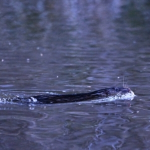 Hydromys chrysogaster at Fyshwick, ACT - 4 Aug 2023