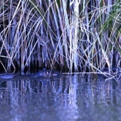 Hydromys chrysogaster at Fyshwick, ACT - 4 Aug 2023