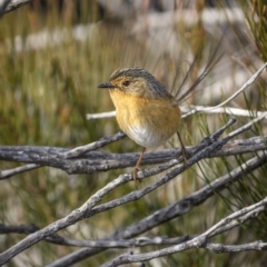 Stipiturus malachurus (Southern Emu-wren) at Green Cape, NSW - 14 Jul 2023 by trevsci