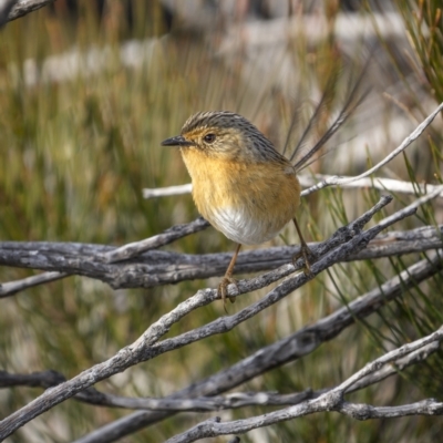 Stipiturus malachurus (Southern Emu-wren) at Green Cape, NSW - 14 Jul 2023 by trevsci