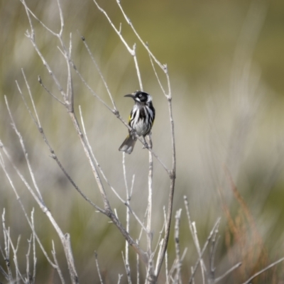 Phylidonyris novaehollandiae (New Holland Honeyeater) at Green Cape, NSW - 14 Jul 2023 by trevsci