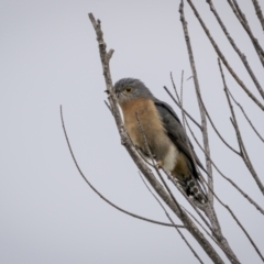 Cacomantis flabelliformis (Fan-tailed Cuckoo) at Green Cape, NSW - 14 Jul 2023 by trevsci