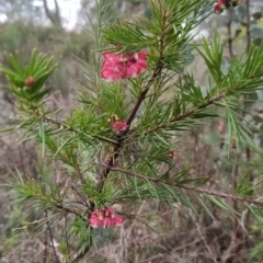 Grevillea rosmarinifolia subsp. rosmarinifolia (Rosemary Grevillea) at Wanniassa Hill - 6 Aug 2023 by KumikoCallaway