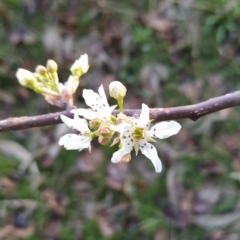 Pyrus sp. (An Ornamental Pear) at Fadden, ACT - 6 Aug 2023 by KumikoCallaway