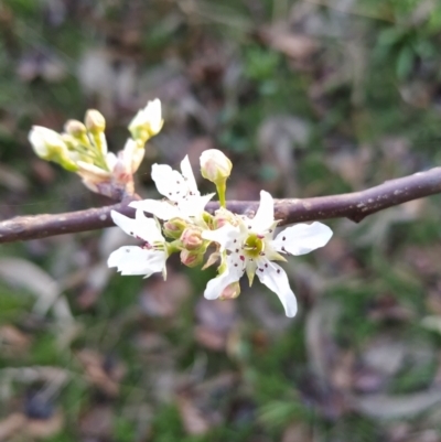 Pyrus sp. (An Ornamental Pear) at Wanniassa Hill - 6 Aug 2023 by KumikoCallaway