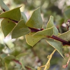 Acacia pravissima (Wedge-leaved Wattle, Ovens Wattle) at Rendezvous Creek, ACT - 7 Aug 2023 by JaneR