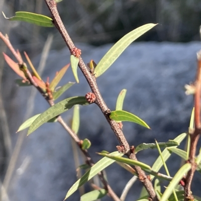 Acacia siculiformis (Dagger Wattle) at Namadgi National Park - 7 Aug 2023 by JaneR