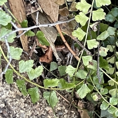 Asplenium flabellifolium (Necklace Fern) at Rendezvous Creek, ACT - 7 Aug 2023 by JaneR