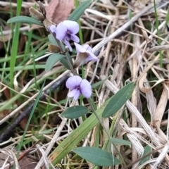 Hovea heterophylla (Common Hovea) at Fadden, ACT - 6 Aug 2023 by KumikoCallaway