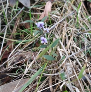 Hovea heterophylla at Fadden, ACT - 6 Aug 2023 04:48 PM