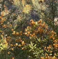 Bursaria spinosa subsp. lasiophylla (Australian Blackthorn) at Namadgi National Park - 7 Aug 2023 by JaneR