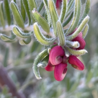 Grevillea lanigera (Woolly Grevillea) at Namadgi National Park - 7 Aug 2023 by JaneR