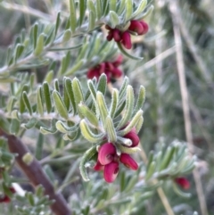 Grevillea lanigera at Rendezvous Creek, ACT - 7 Aug 2023 10:46 AM