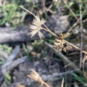 Juncus homalocaulis at Rendezvous Creek, ACT - 7 Aug 2023