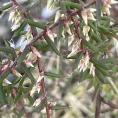 Styphelia fletcheri subsp. brevisepala (Twin Flower Beard-Heath) at Rendezvous Creek, ACT - 7 Aug 2023 by JaneR