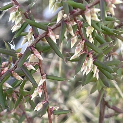 Leucopogon fletcheri subsp. brevisepalus (Twin Flower Beard-Heath) at Namadgi National Park - 7 Aug 2023 by JaneR