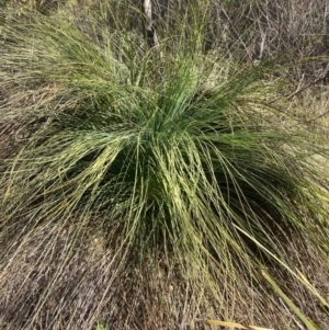 Xanthorrhoea glauca subsp. angustifolia at Cotter River, ACT - suppressed