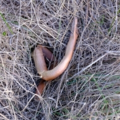 Lialis burtonis (Burton's Snake-lizard) at Strathnairn, ACT - 7 Aug 2023 by Kurt