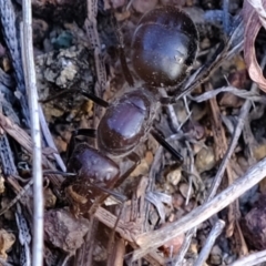 Formicidae (family) at Strathnairn, ACT - 7 Aug 2023