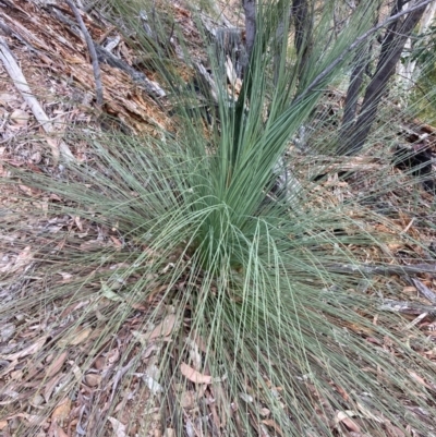 Xanthorrhoea glauca subsp. angustifolia (Grey Grass-tree) at Cotter River, ACT - 5 Aug 2023 by NickiTaws