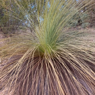 Xanthorrhoea glauca subsp. angustifolia (Grey Grass-tree) at Cotter River, ACT - 5 Aug 2023 by NickiTaws