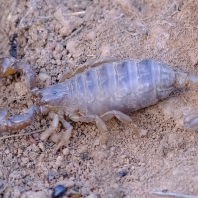 Urodacus manicatus (Black Rock Scorpion) at Strathnairn, ACT - 7 Aug 2023 by Kurt