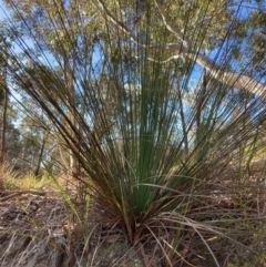 Xanthorrhoea glauca subsp. angustifolia (Grey Grass-tree) at Cotter River, ACT - 5 Aug 2023 by NickiTaws