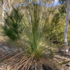 Xanthorrhoea glauca subsp. angustifolia (Grey Grass-tree) at Cotter River, ACT - 5 Aug 2023 by NickiTaws