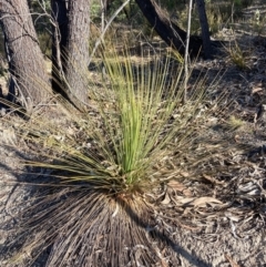 Xanthorrhoea glauca subsp. angustifolia (Grey Grass-tree) at Lower Cotter Catchment - 5 Aug 2023 by NickiTaws