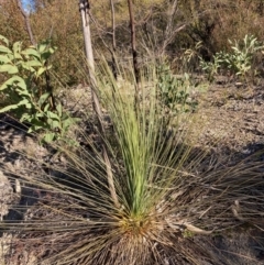 Xanthorrhoea glauca subsp. angustifolia (Grey Grass-tree) at Cotter River, ACT - 5 Aug 2023 by NickiTaws