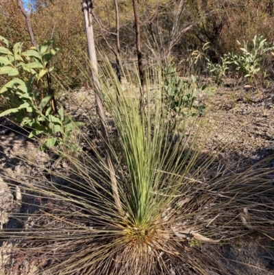 Xanthorrhoea glauca subsp. angustifolia (Grey Grass-tree) at Lower Cotter Catchment - 5 Aug 2023 by NickiTaws