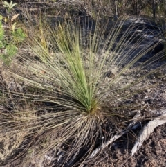 Xanthorrhoea glauca subsp. angustifolia (Grey Grass-tree) at Cotter River, ACT - 5 Aug 2023 by NickiTaws