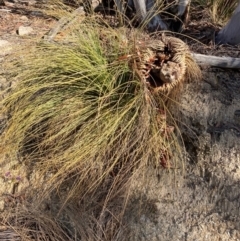 Xanthorrhoea glauca subsp. angustifolia (Grey Grass-tree) at Westwood, NSW - 5 Aug 2023 by NickiTaws