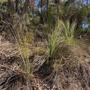 Xanthorrhoea glauca subsp. angustifolia at Cotter River, ACT - suppressed