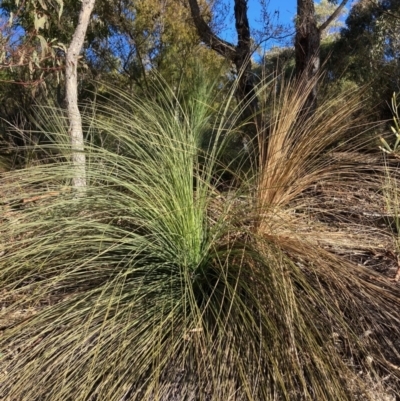 Xanthorrhoea glauca subsp. angustifolia (Grey Grass-tree) at Cotter River, ACT - 5 Aug 2023 by NickiTaws