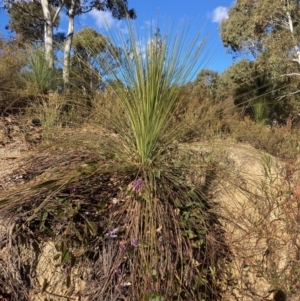 Xanthorrhoea glauca subsp. angustifolia at Cotter River, ACT - suppressed