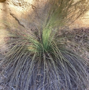 Xanthorrhoea glauca subsp. angustifolia at Cotter River, ACT - suppressed