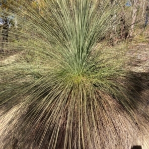 Xanthorrhoea glauca subsp. angustifolia at Cotter River, ACT - suppressed