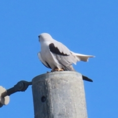 Elanus axillaris (Black-shouldered Kite) at Environa, NSW - 7 Aug 2023 by RodDeb