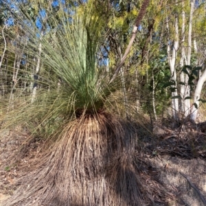 Xanthorrhoea glauca subsp. angustifolia at Cotter River, ACT - 5 Aug 2023